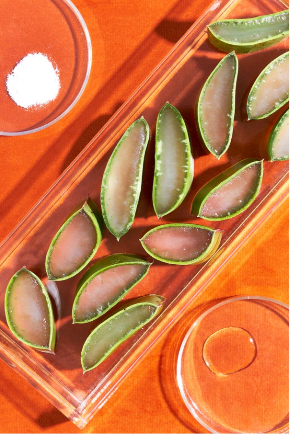 Aloe vera ingredient story